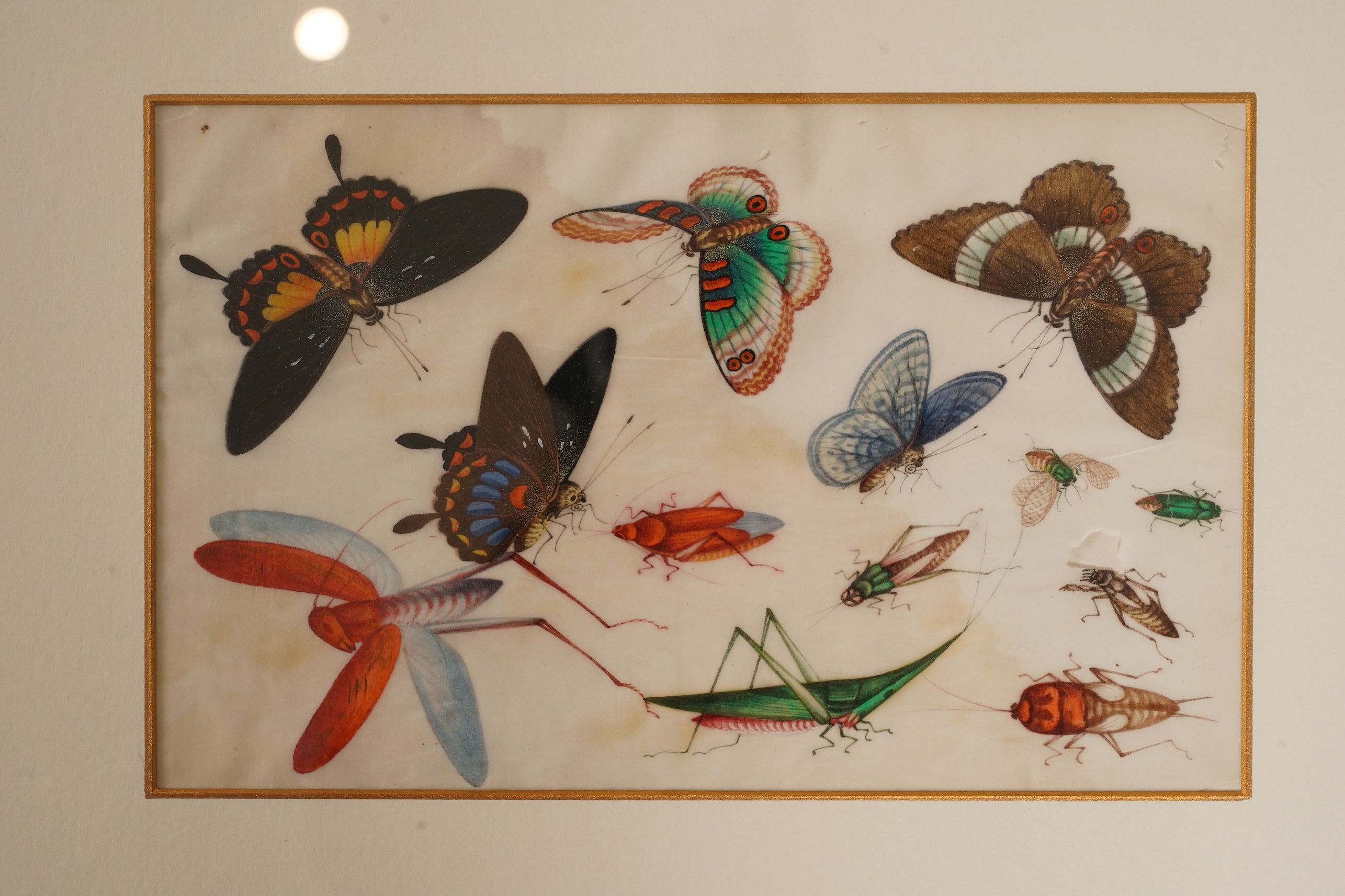 Chinese School , (mid 19th century), Butterfly and insect studies, A set of eight watercolours on pith paper, each image 16 x 26cm, staining